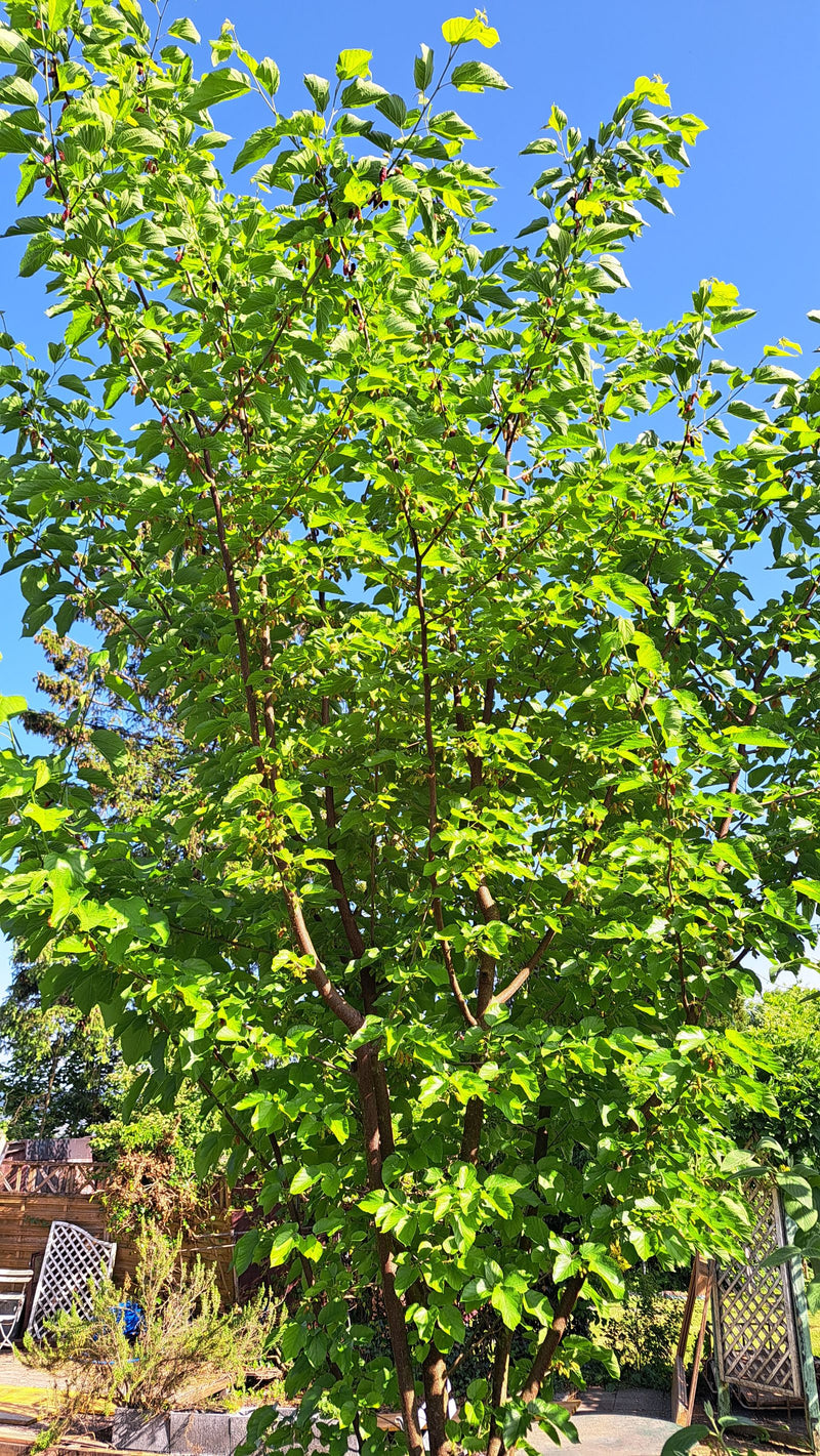 Schwarzer Maulbeerbaum — Bild 1