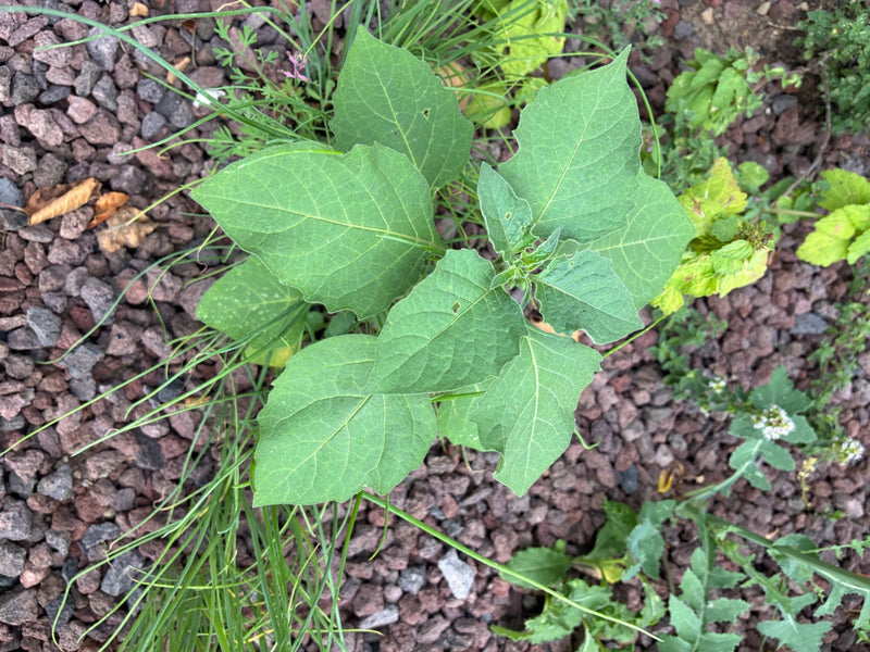 Schwarzer Nachtschatten — Bild 3