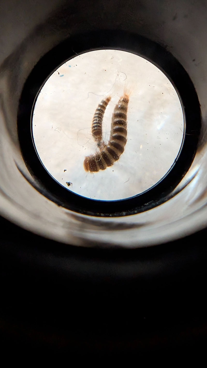 Zwei behaarte Larven des Schwarzen Pelzkäfers sind vergrößert in einem runden Sichtfeld zu sehen.