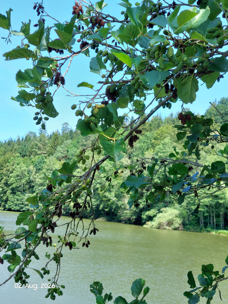 Schwarz-Erle — Bild 4