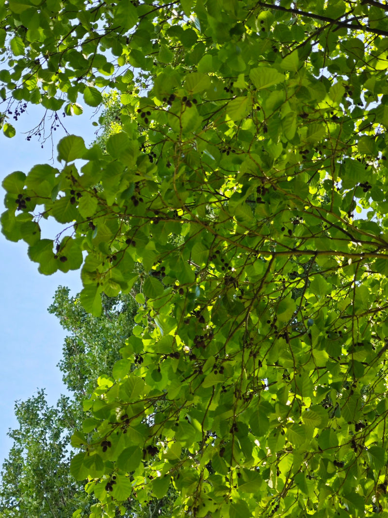 Schwarz-Erle — Bild 5