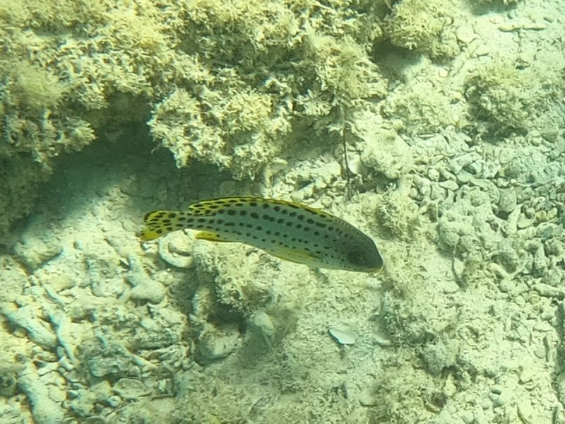 Schwarzgepunkteter Süßlippenfisch — Bild 1