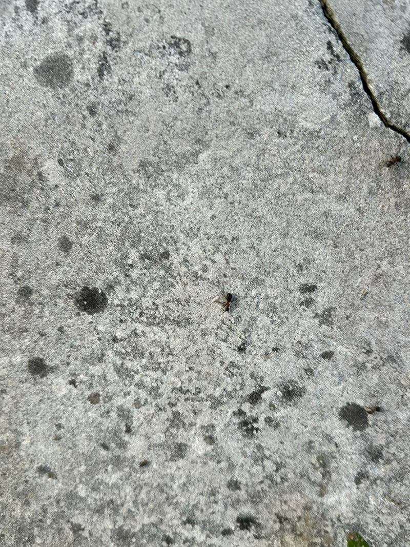 Grauschwarze Sklavenameise — Bild 1