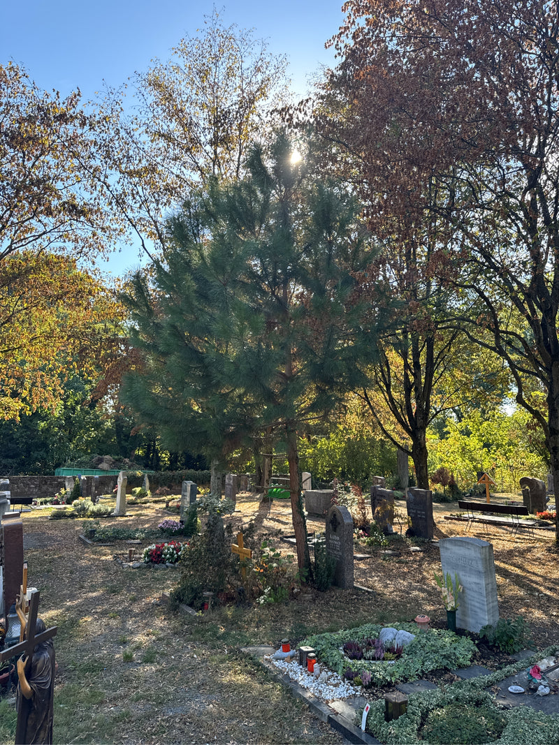 Eine junge Schwarzkiefer wächst inmitten von Grabsteinen und Laubbäumen auf einem Friedhof.