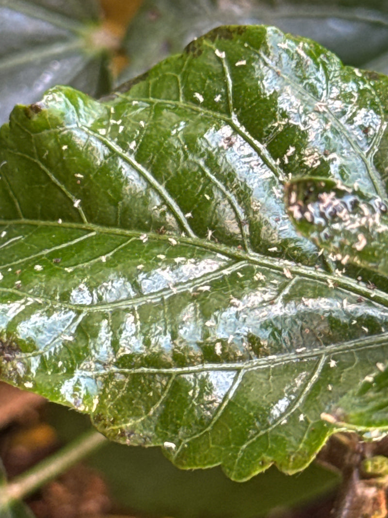 Schwarzkopfameise — Bild 2