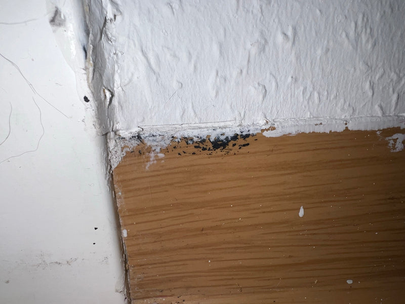 Schwarzer Schimmel — Bild 2
