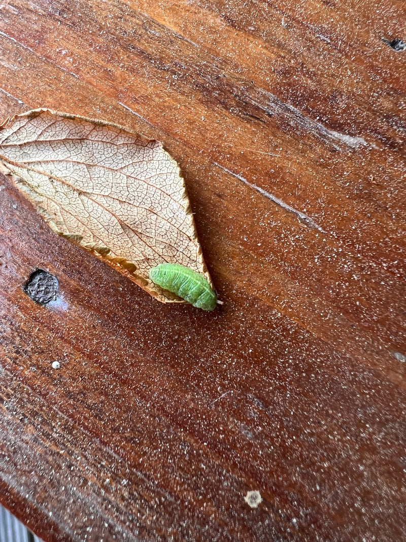 Schwebfliege — Bild 1