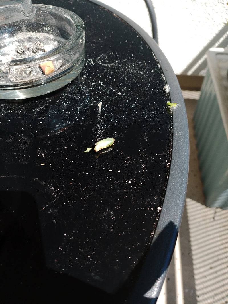 Schwebfliege — Bild 2