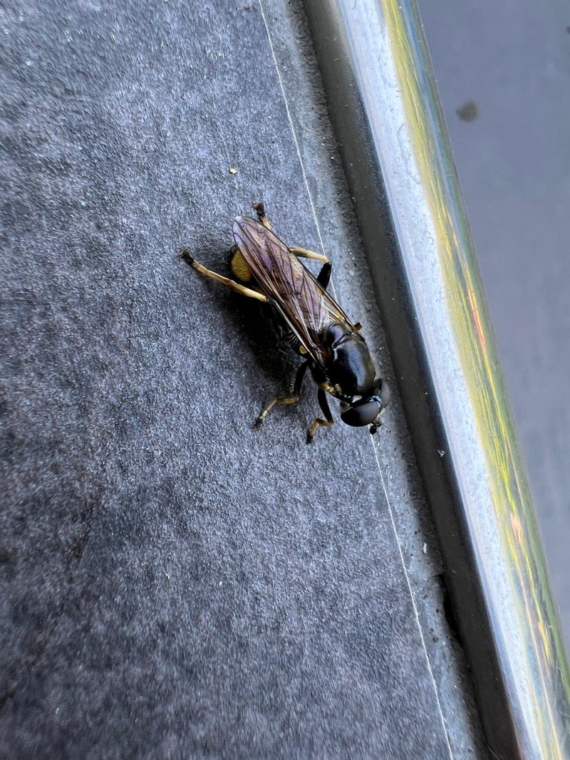 Schwebfliege — Bild 3