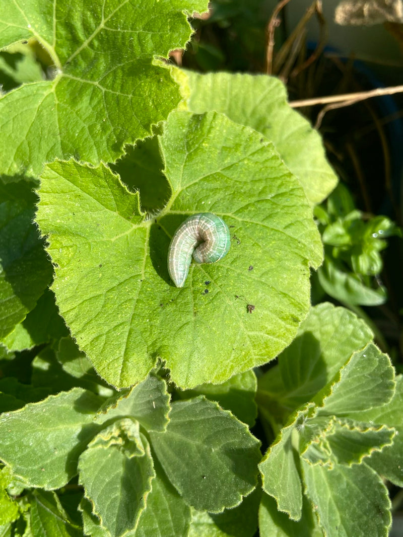 Schwebfliege — Bild 4