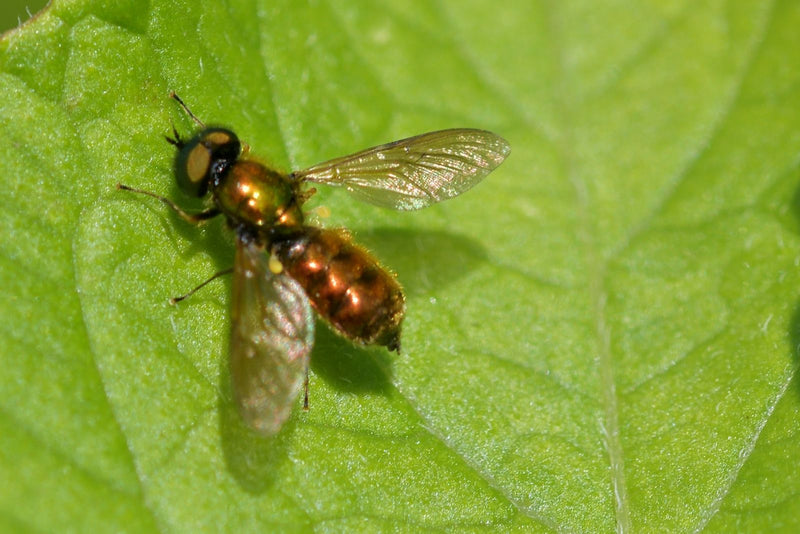 Schwebfliege (Tribus Chrysogastrini) — Bild 1