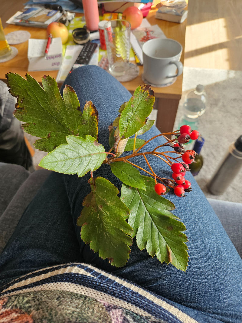 Ein Zweig der Schwedischen Mehlbeere mit charakteristisch gelappten grünen Blättern und roten Beeren liegt auf einer Jeans.