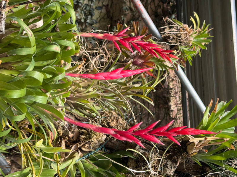 Schwertbromelien — Bild 1 von 1