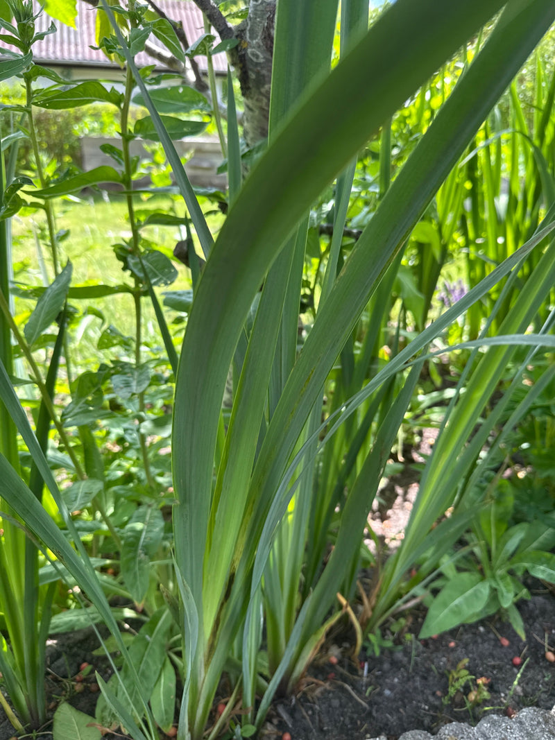 Schwertlilie (Gattung) — Bild 1