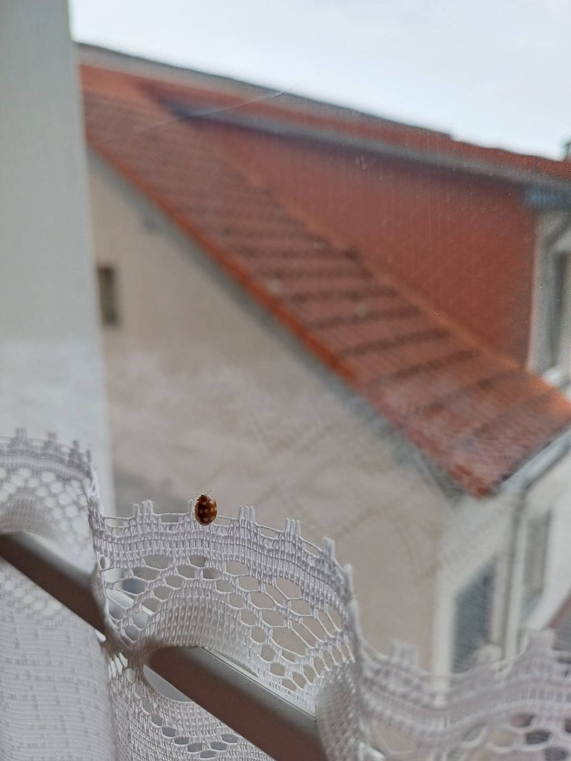 Sechzehnfleckiger Marienkäfer — Bild 5