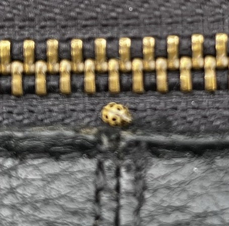 Sechzehnfleckiger Marienkäfer — Bild 4