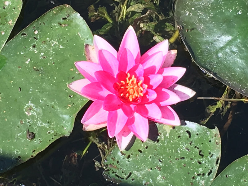 Eine leuchtend rosa Seerosenblüte blüht zentral auf dem Wasser, umgeben von großen grünen Schwimmblättern.