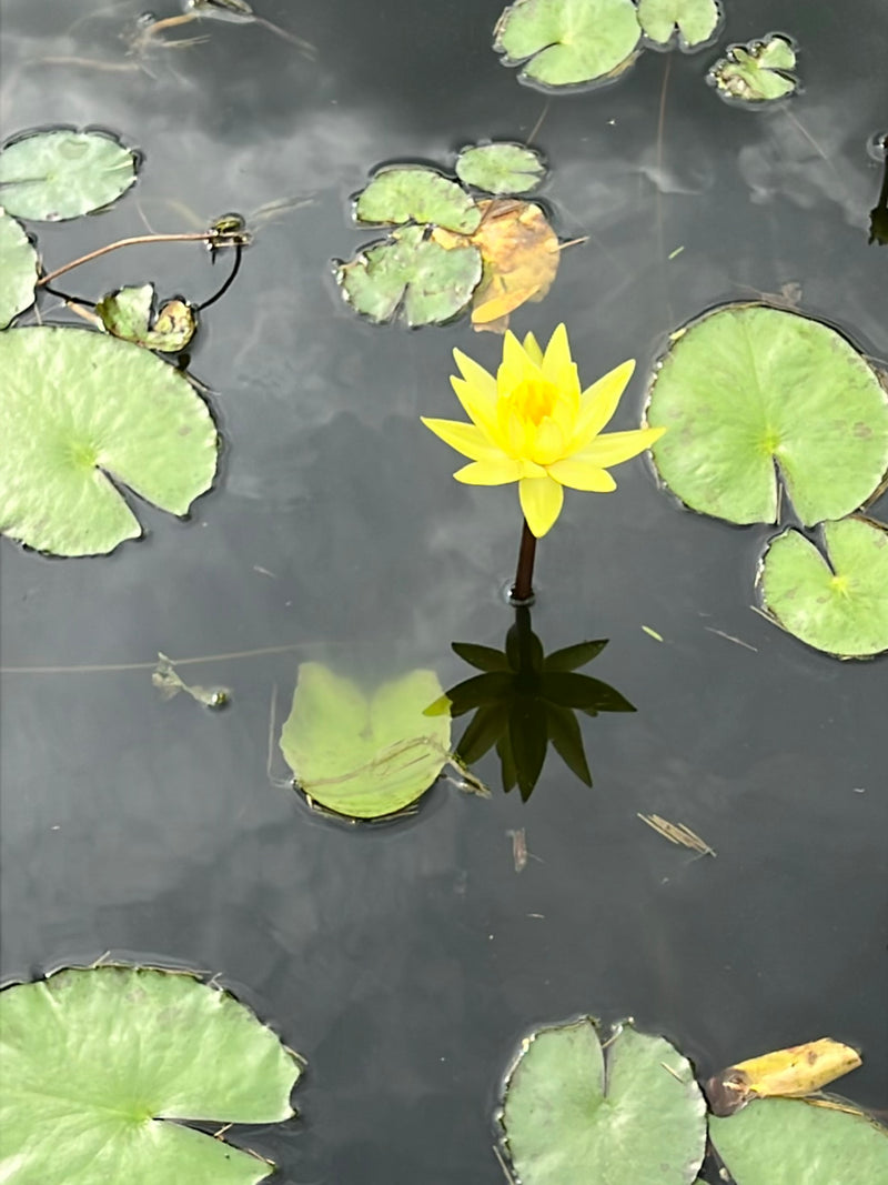Eine leuchtend gelbe Seerosenblüte ragt aus dem Wasser, umgeben von grünen Schwimmblättern auf der Wasseroberfläche.