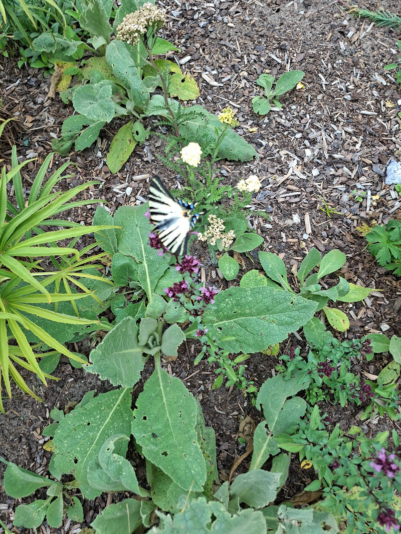 Segelfalter — Bild 1