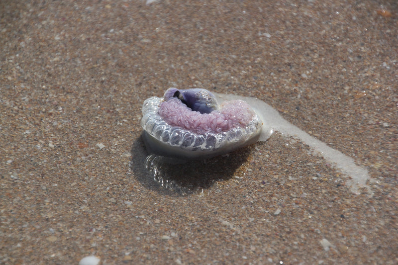 Segelqualle — Bild 2