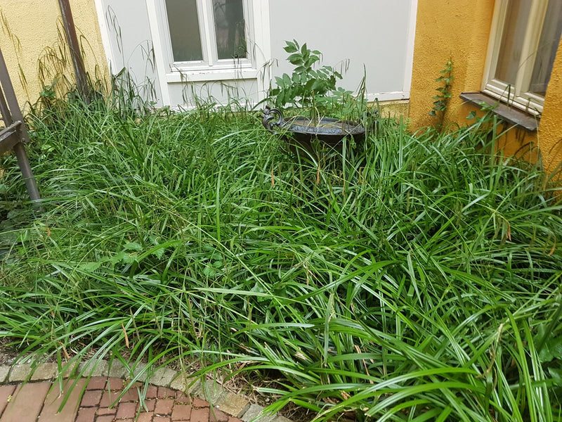 Hasen-Segge — Bild 1
