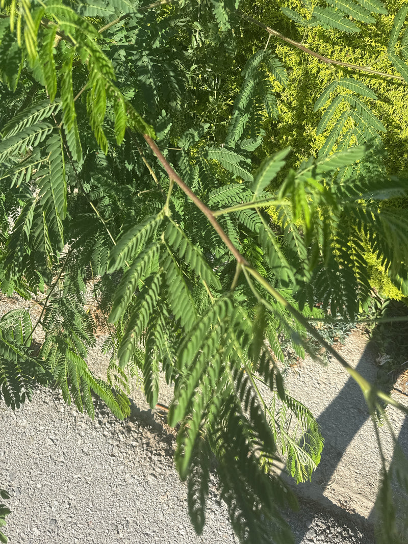 Seidenbaum — Bild 2