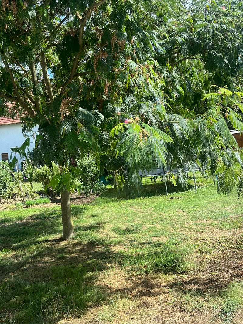 Zu sehen ist ein junger Seidenbaum mit feingefiederten Blättern und vereinzelten rosa Blüten, der auf einer Rasenfläche in einem Garten steht.