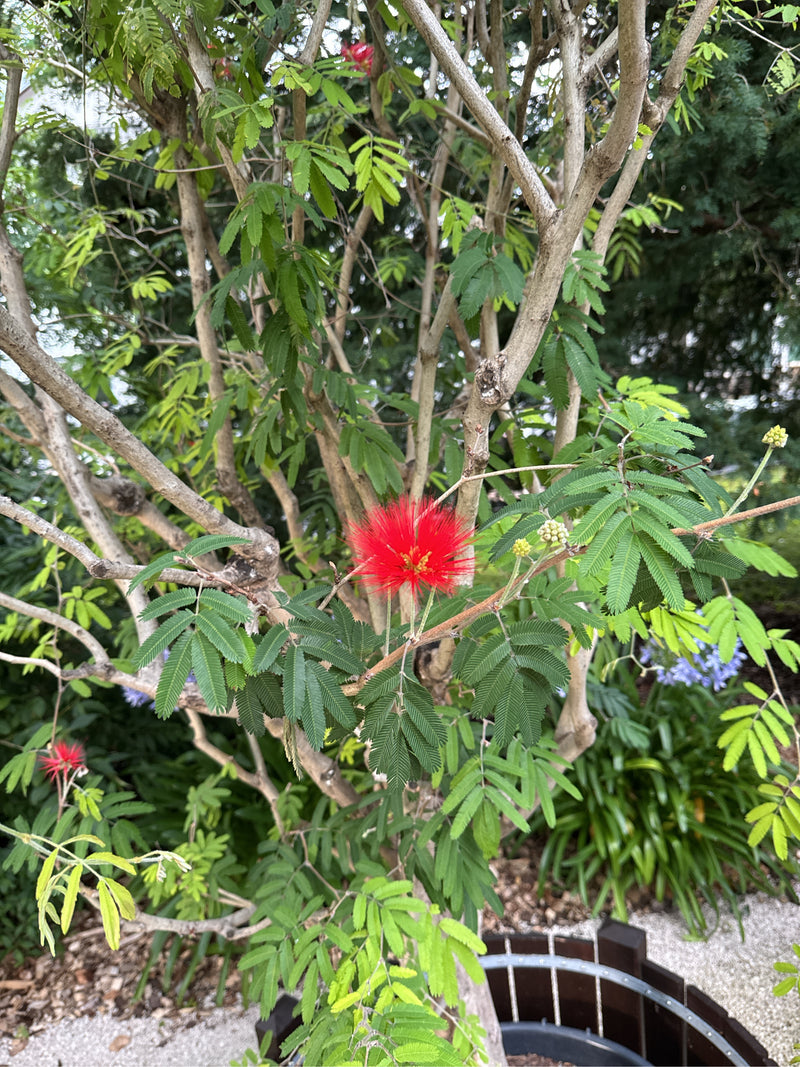 Seidenbaum — Bild 4