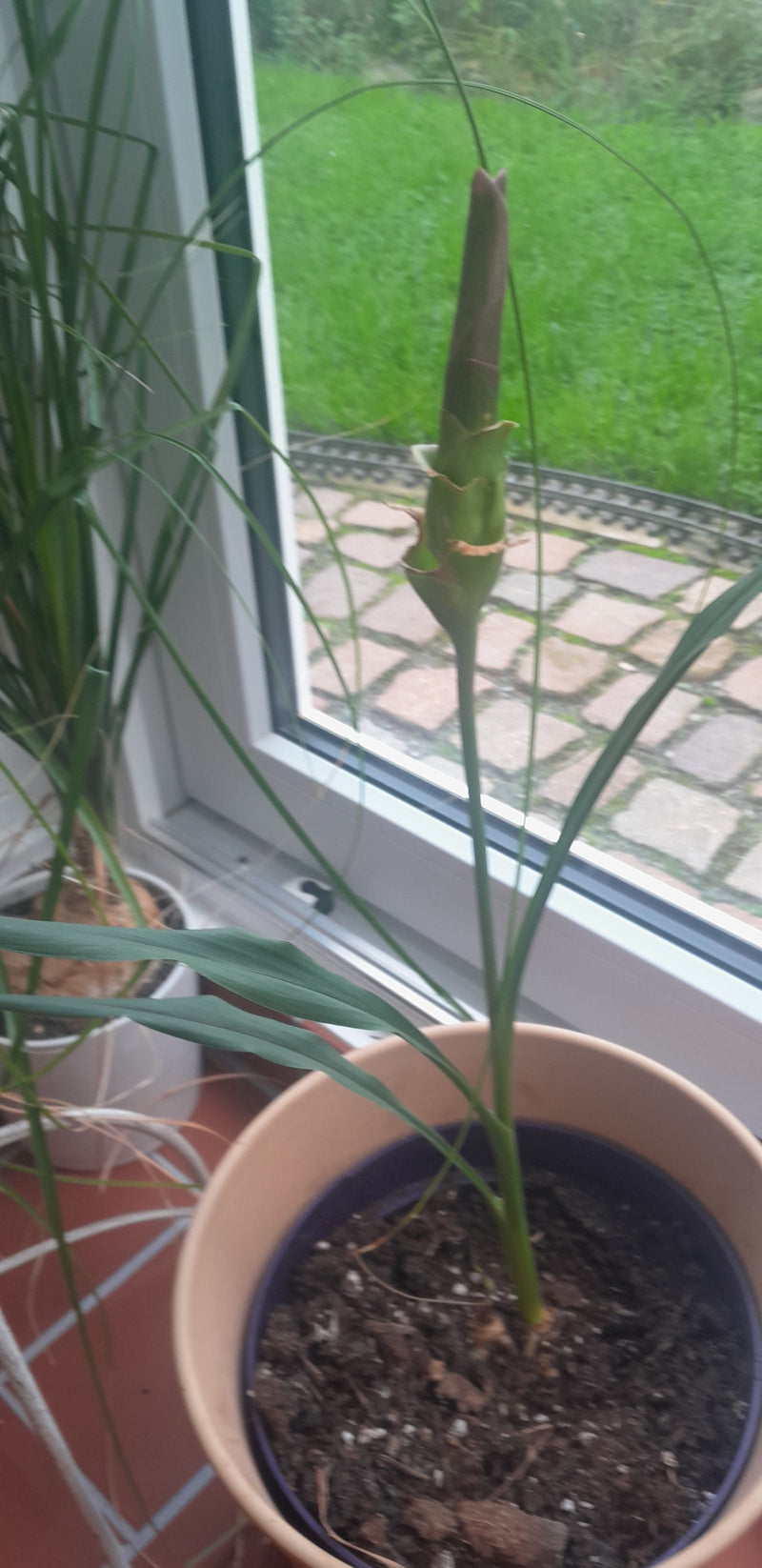 Auf dem Bild ist eine Siam-Tulpe in einem Blumentopf vor einem Fenster zu sehen. Die Pflanze hat grüne Blätter und eine aufrechte Blühknospe.