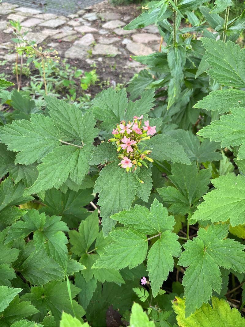 Sibirisches Mädesüß — Bild 1