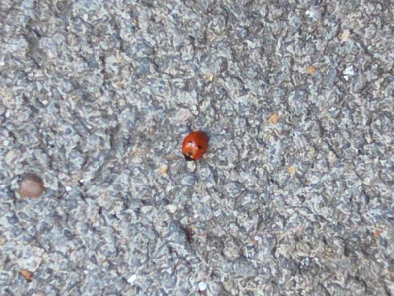 Siebenpunkt Marienkäfer — Bild 2