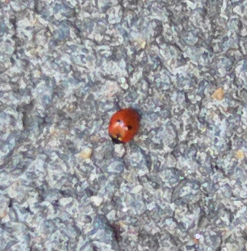Siebenpunkt Marienkäfer — Bild 3