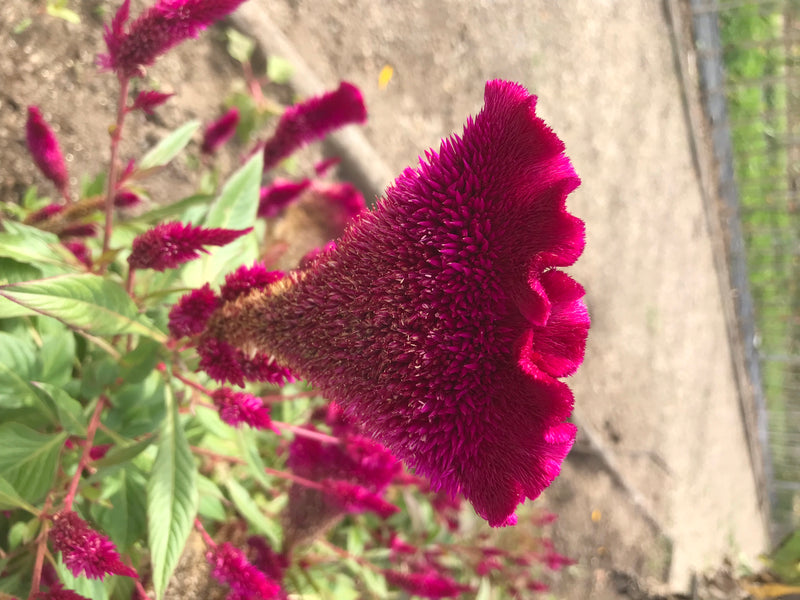 Das Foto zeigt die markanten, purpurroten Blütenstände einer Celosia argentea im Garten. Die Pflanze steht in voller Blüte vor einem sandigen Untergrund.