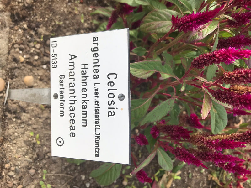 Zu sehen ist eine blühende Pflanze des Brandschopfs mit einem dazugehörigen Pflanzenschild im Gartenbeet.