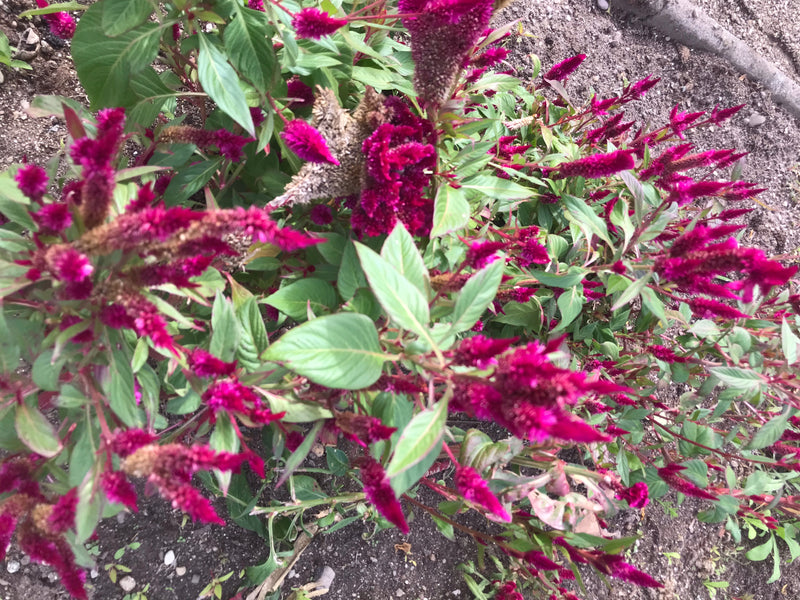 Zu sehen ist eine blühende Pflanze der Art Celosia argentea mit auffälligen, pinken Blütenständen und grünen Blättern. Sie wächst in einem Beet auf dunklem E...