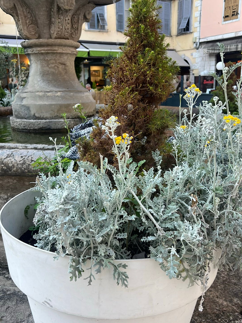 Silber-Greiskraut — Bild 2