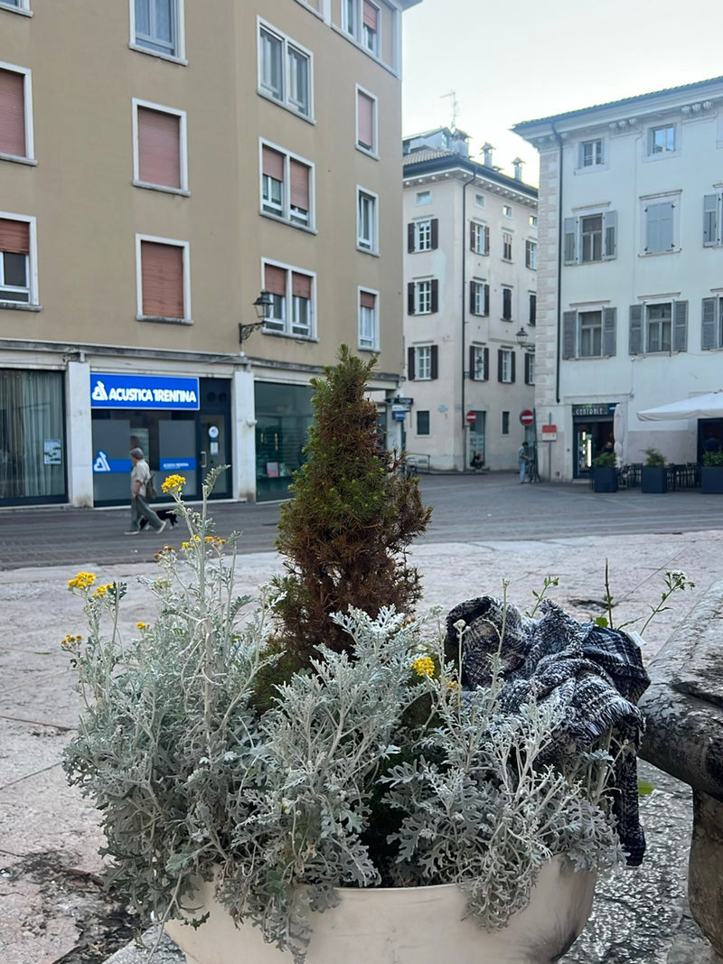 Silber-Greiskraut — Bild 1