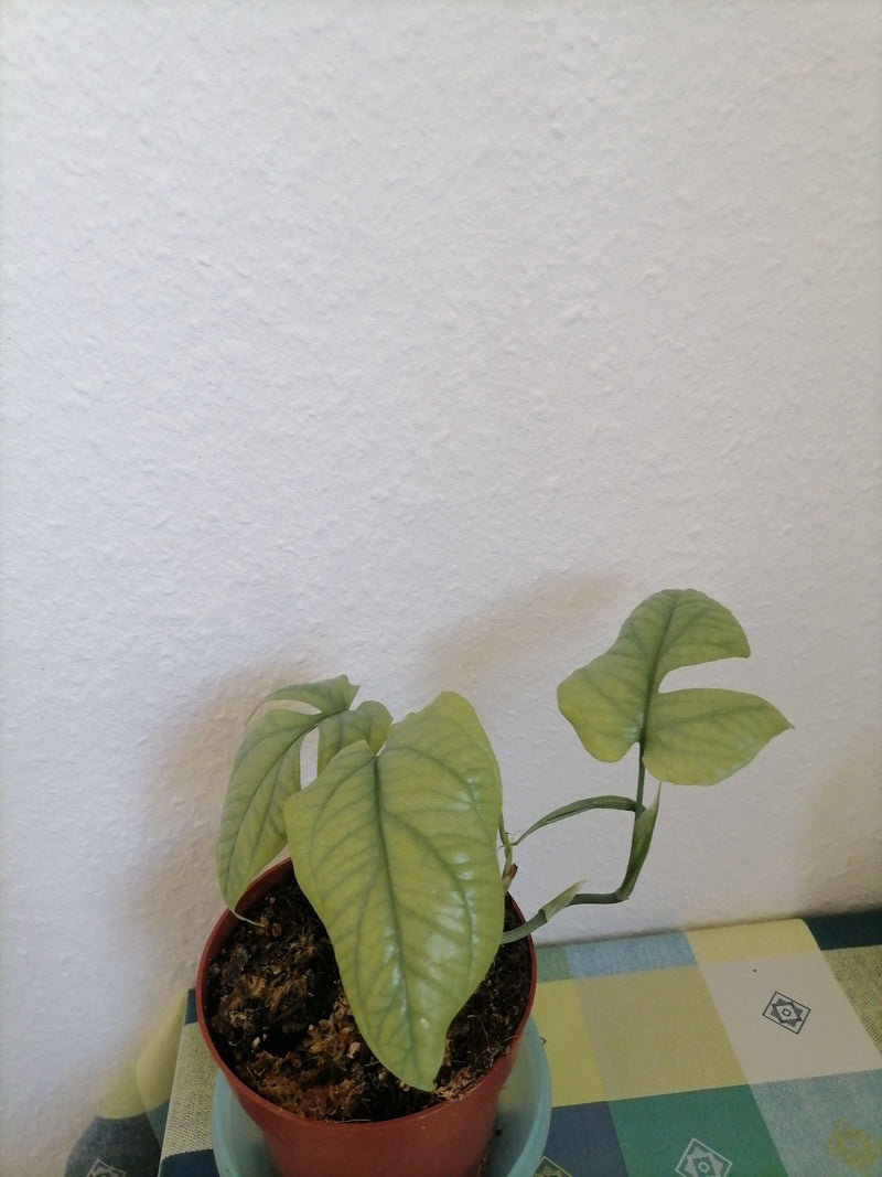 Philodendron 'Ring of Fire' — Bild 1
