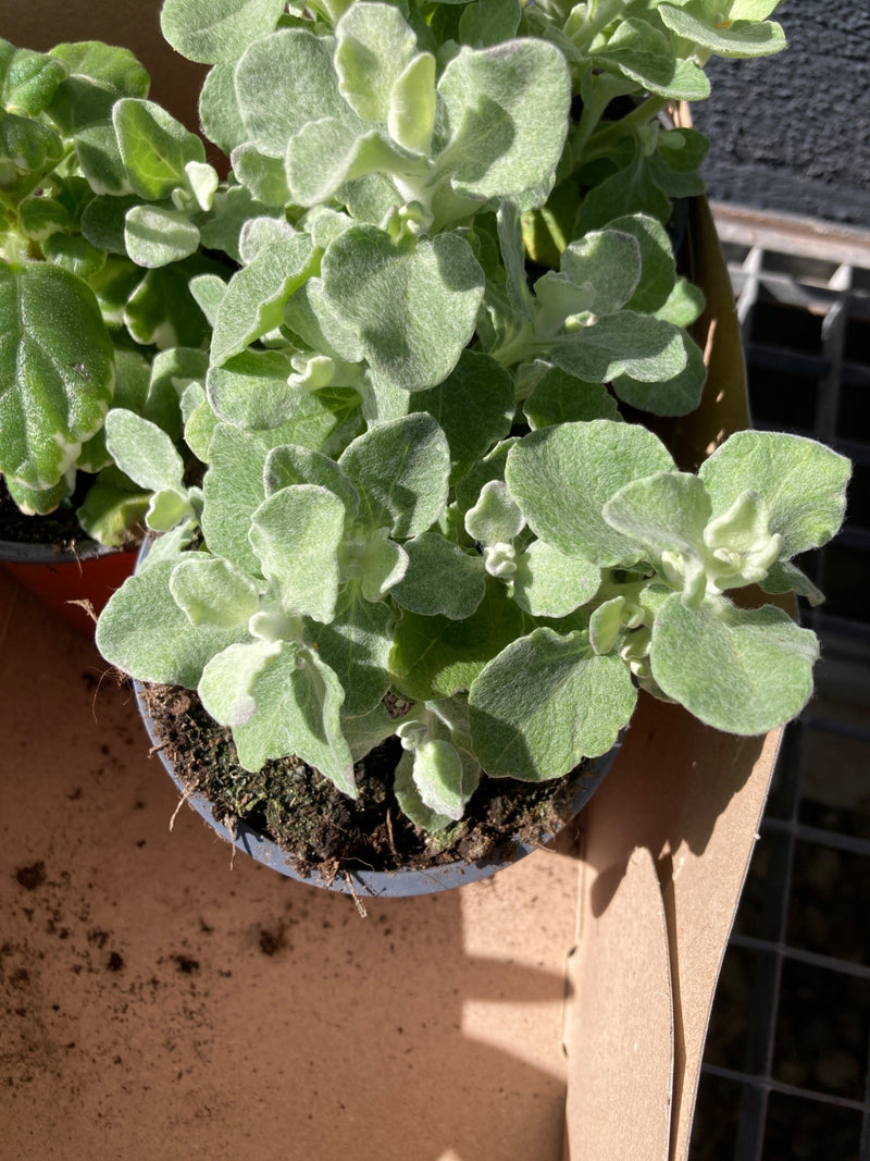 Silber-Strohblume — Bild 1