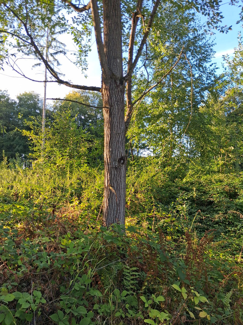 Silber-Weide — Bild 1