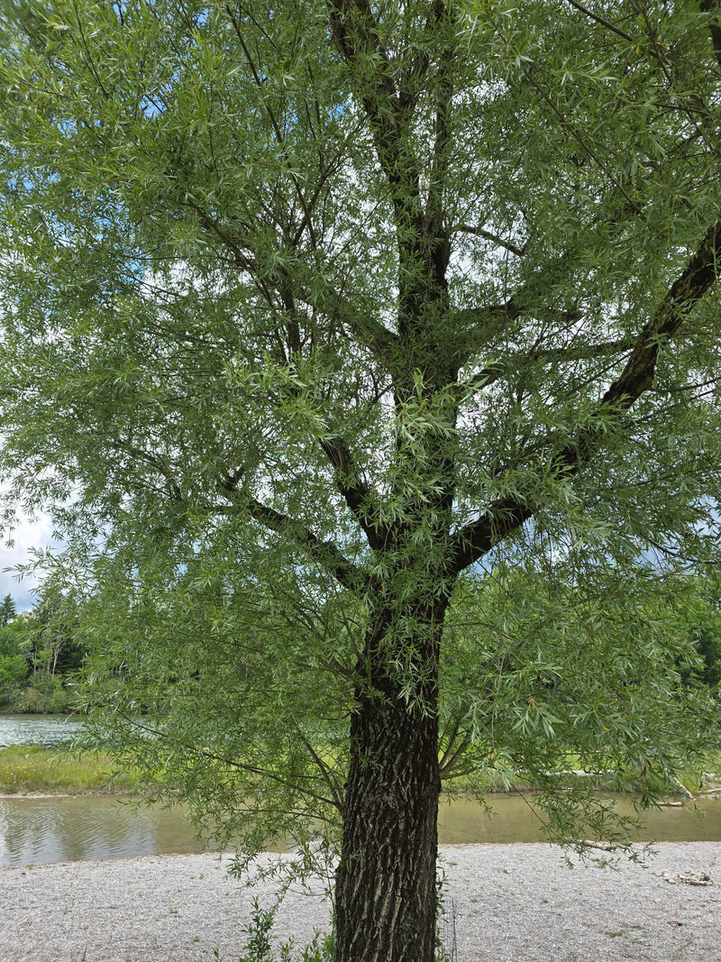 Silber-Weide — Bild 5