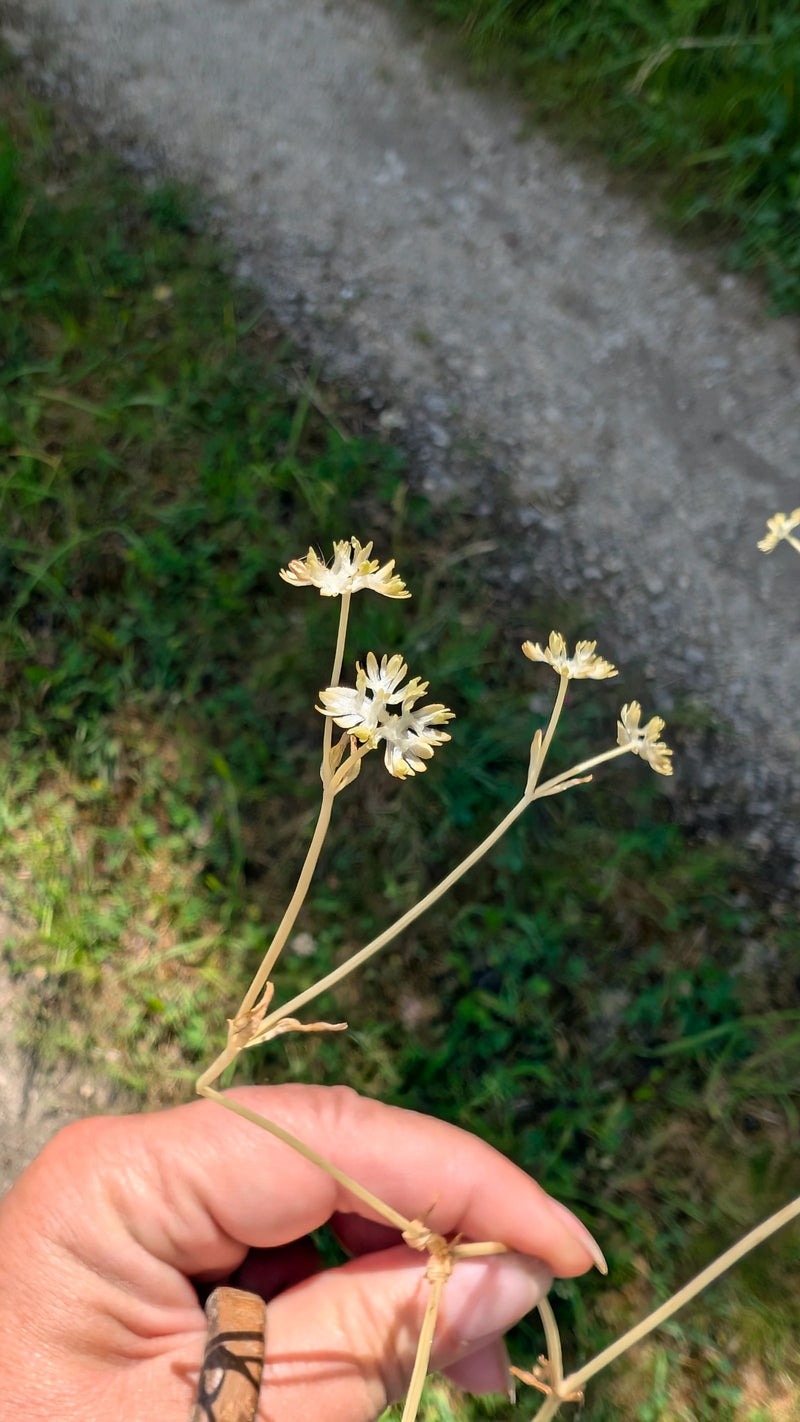 Silberdistel — Bild 3