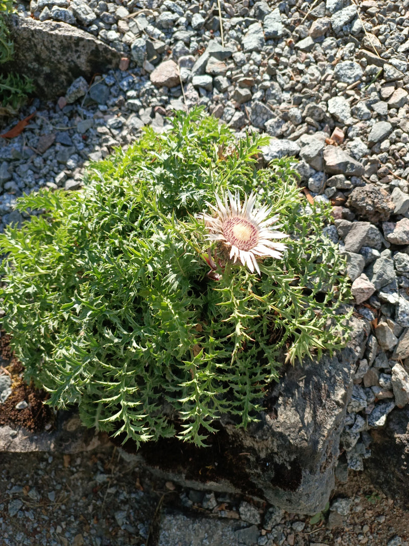 Silberdistel — Bild 1