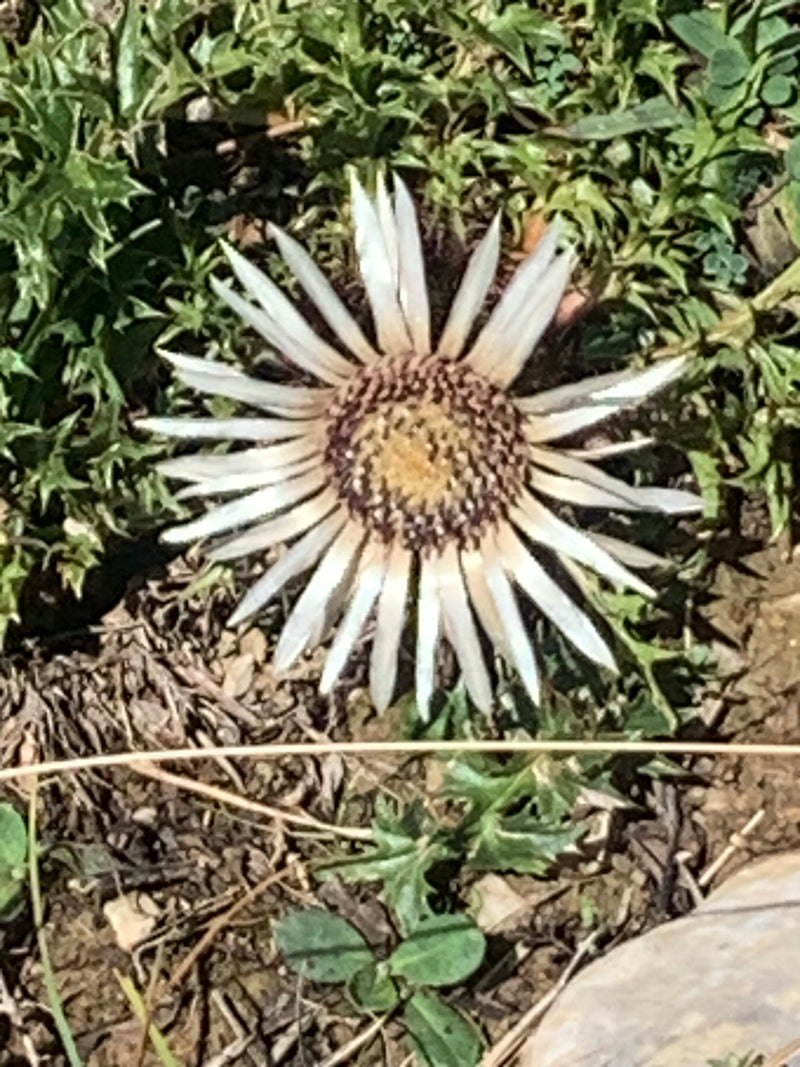 Silberdistel — Bild 2