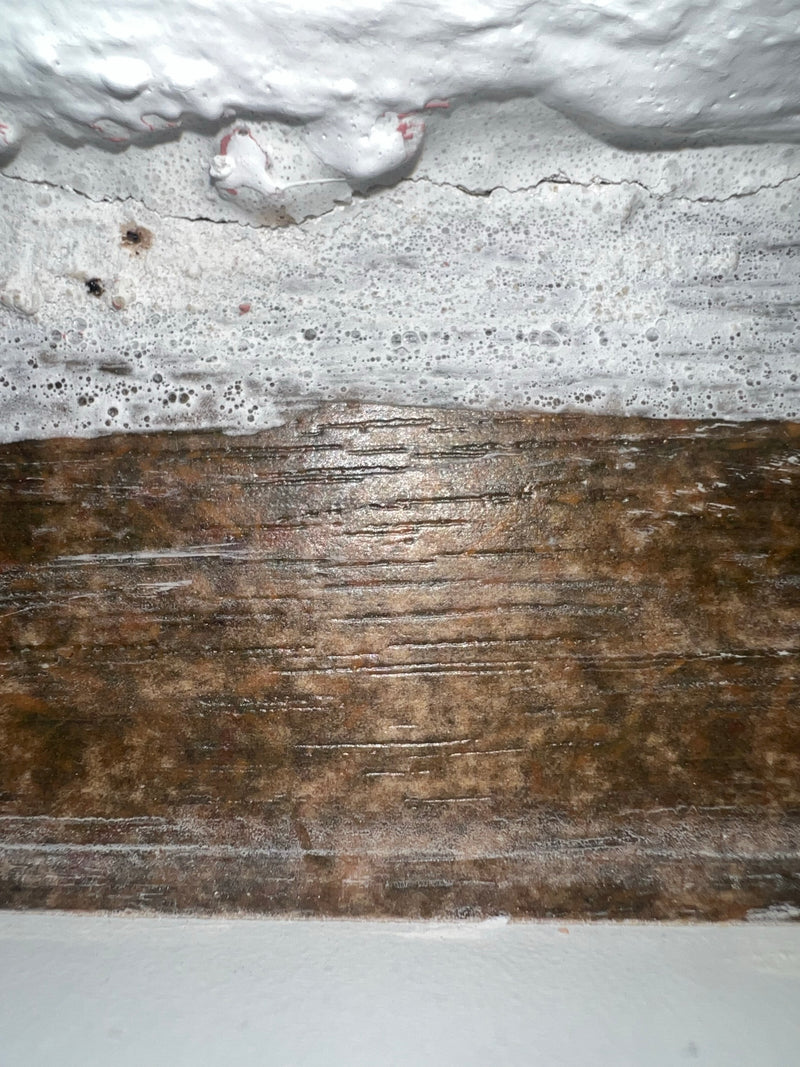 Silberfischchen — Bild 3