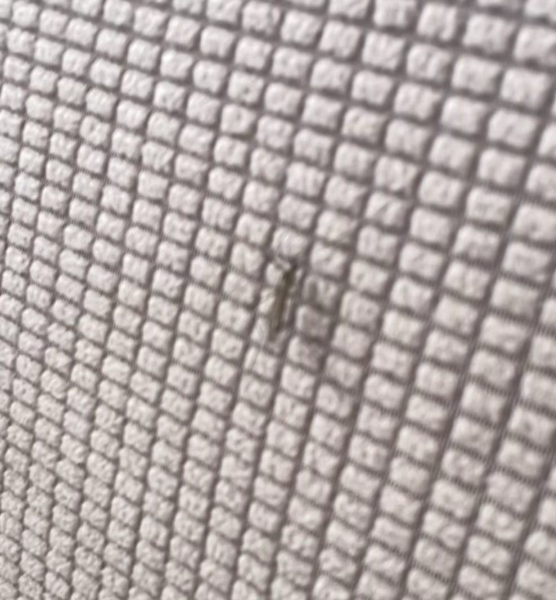 Silberfischchen — Bild 4