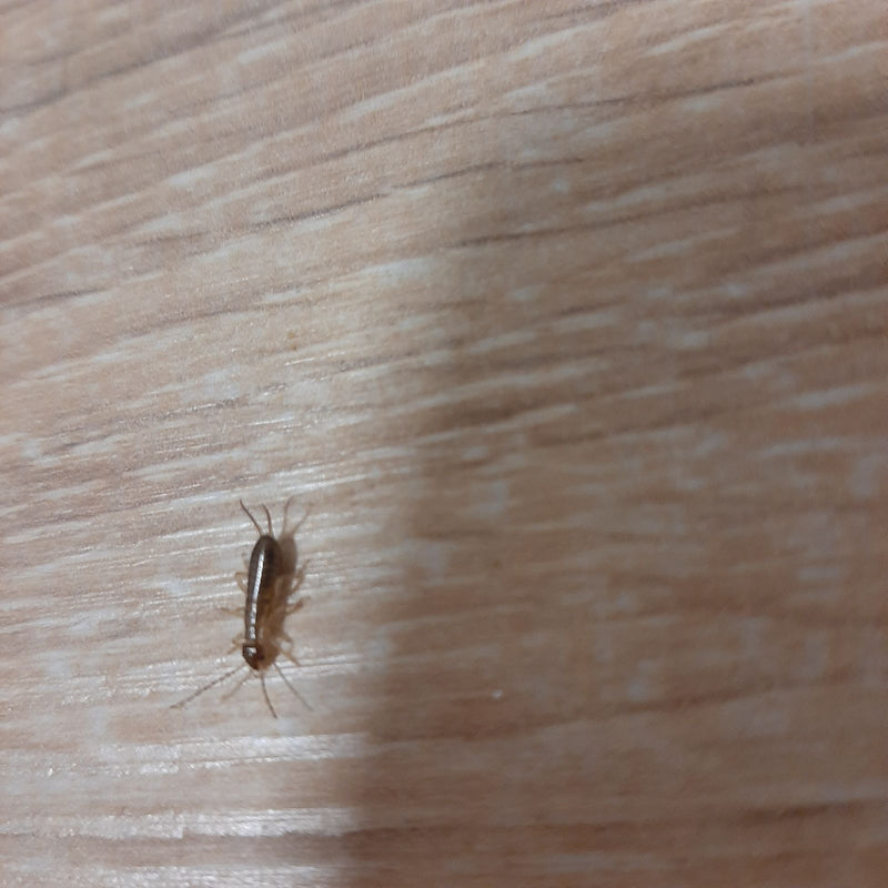 Ein Silberfischchen läuft auf einem hellen Holzboden. Das kleine Insekt ist gut erkennbar.