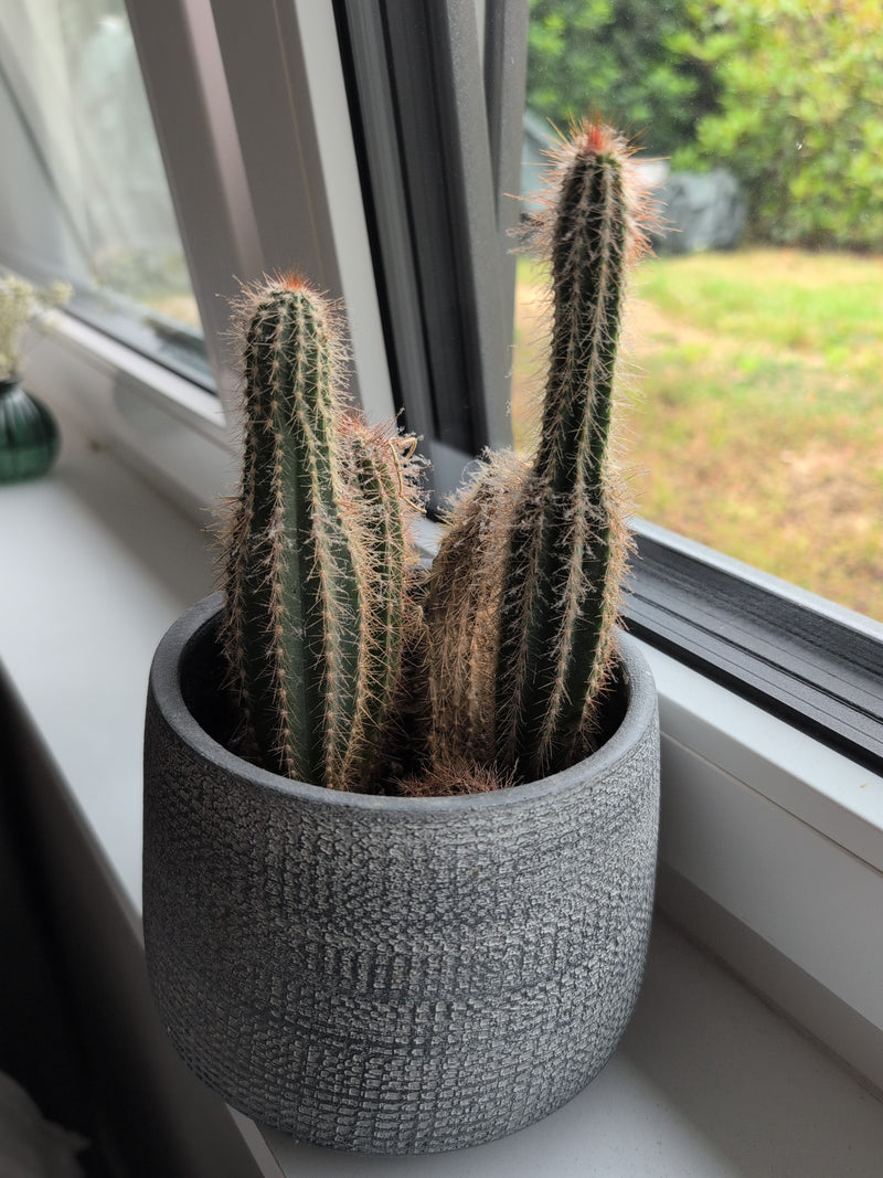 Silberkerzen-Kaktus — Bild 5