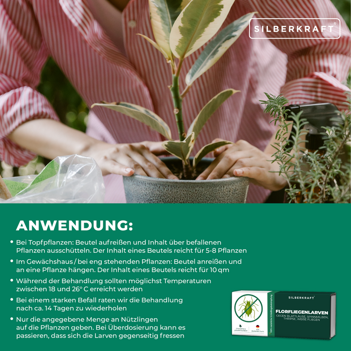 Anwendung von Florfliegenlarven – Beutel aufreissen und über befallene Pflanzen geben | Silberkraft