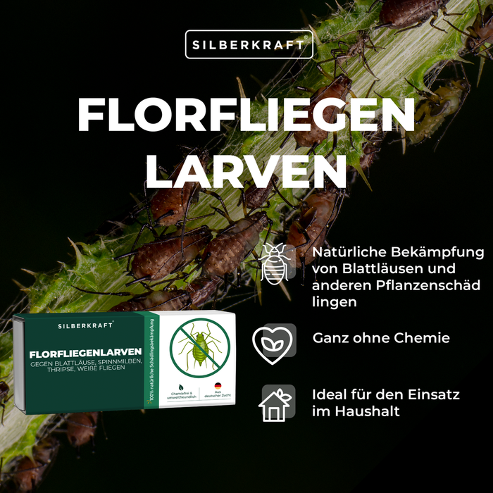 Florfliegenlarven – Natürliche Bekämpfung von Blattläusen und Pflanzenschädlingen | Silberkraft